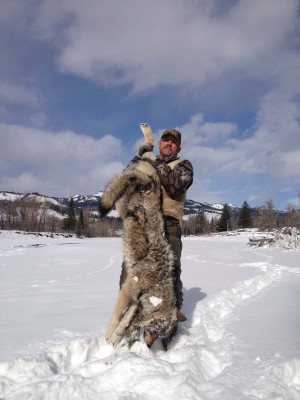 100 lb male taken at a pee post in an off set leghold in deep snow with a custom made trap