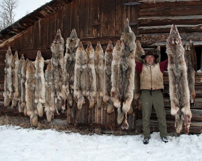 Last of the fur to ship, most of the coyotes and all the wolves were trapped at pee post sets or with straw from dog boxes