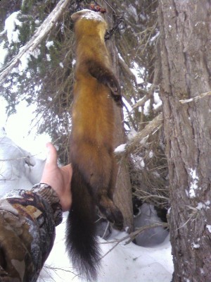 pine marten.jpg