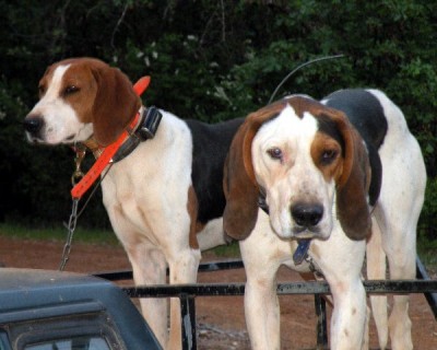 Shasta and Frosty on the rig.