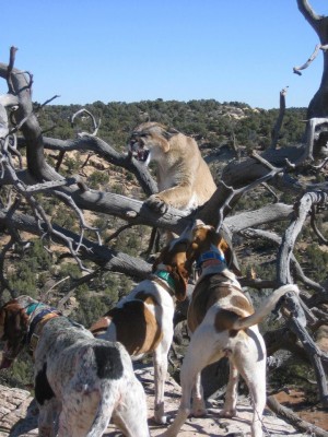 the dog in the middle has treed around 200 bears and 100 lions and probably 70 bobcats. last year he treed four bobcats in one day, all different races!