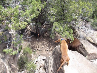 both of the ladies have some pups for sale in the classifieds