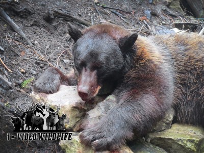 My 2013 Utah Black Bear