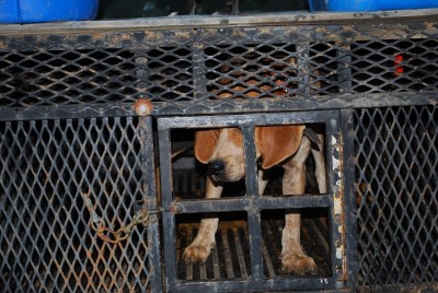 Rear with expanded metal