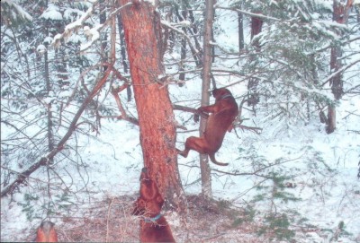 Ozzy treeing his first lion