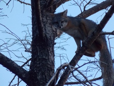Greyfoxdeadpine.JPG