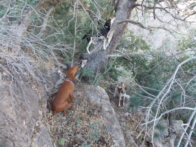 Ace, Jake and Sandy(fox).JPG