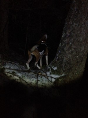 Luke's last tree Jan. 1, 2014.JPG