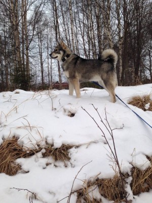 My hunting dog Ninni... 7 months old...