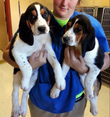 My pick male and female at 9 weeks old