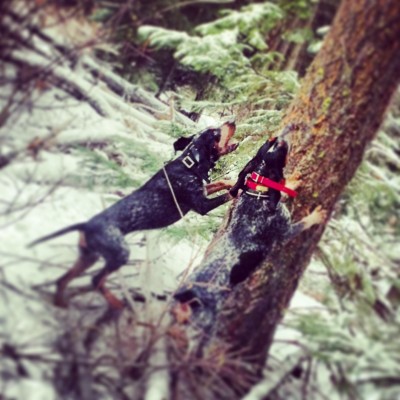Mom is the black collared dog.