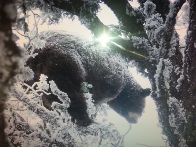 Bear2-1.jpg