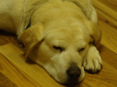 Sorry had to add this, the worlds greatest lab.