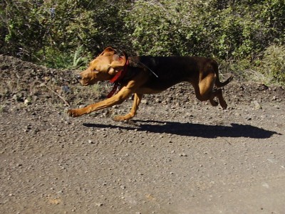 My black and tan, copper, game face on.