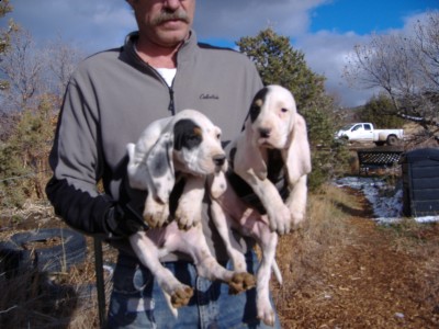 Pups 11-15-09 001.JPG