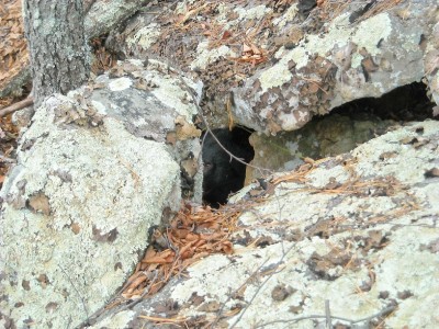 Just walked upon this one while free casting some dogs.