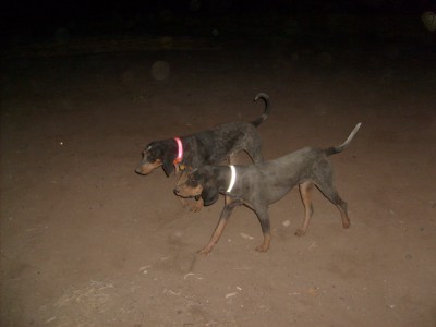 Mathilda and Bacchus after dark.