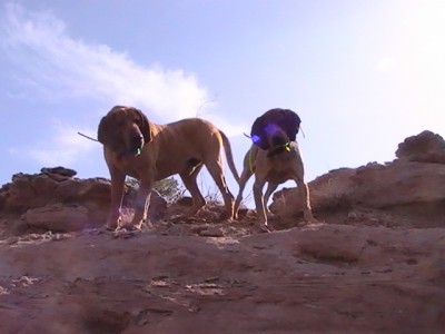 hounds2.JPG