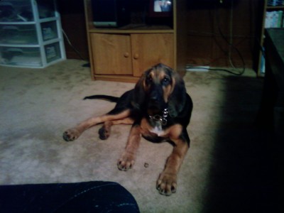 Gussy 6 months &amp; 60lbs <br />he's now 8 months and 80 lbs =)