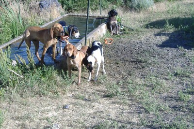 dog train july 1st and 4 wheeler boxes 009.jpg