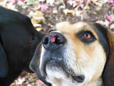 Front View of Jake's nose