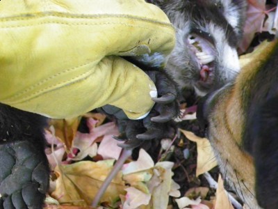 Close up of Coati claws
