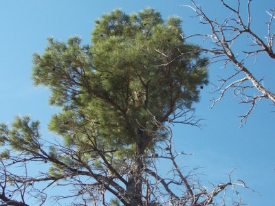 Red's lion may2014.JPG