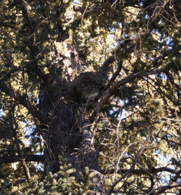 bobcatTree.jpg