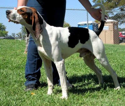 CCH CH 'PR' REDWOOD'S WILD FROSTY, DNA-VIP