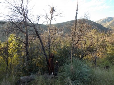 Ruby Red Jake Two fox.JPG