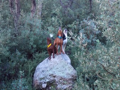 Ruby Red Jake TReed.JPG