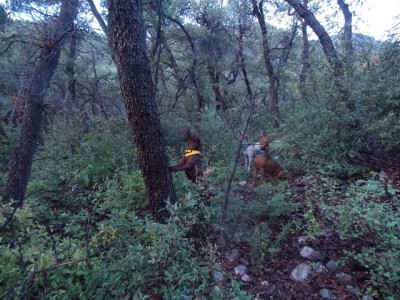 Red Ruby Sandy treed.JPG
