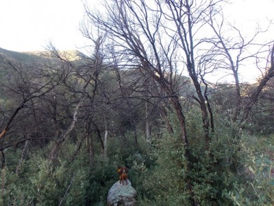 Fox treed Ruby and Red.JPG