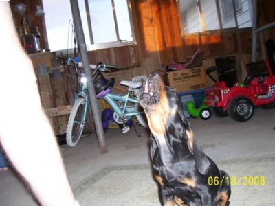 She wanted that bobcat foot bad!