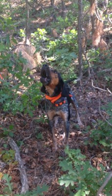 Van Johnson bred dog. One of my two main dogs.