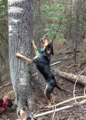 Mostly mecham bred dog. 2 year old but one of my favorite dogs I have had at this age.