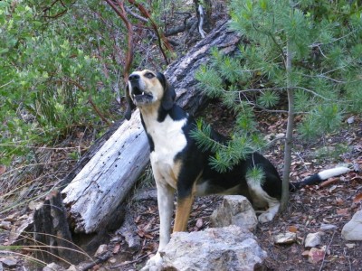 Keeping his eye on the tree, hoping the fox falls out...