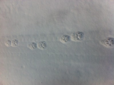 cat track.JPG