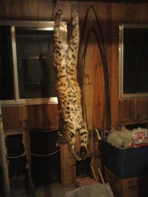 Bobcat Dec. 15 2009.jpg