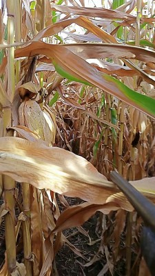 In the corn