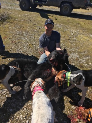 Good bear for the west coast