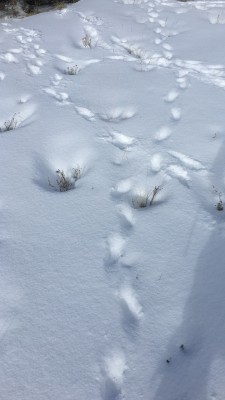 This is the track I was running today