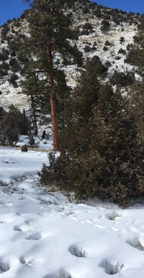 The hill that the bobcat was on