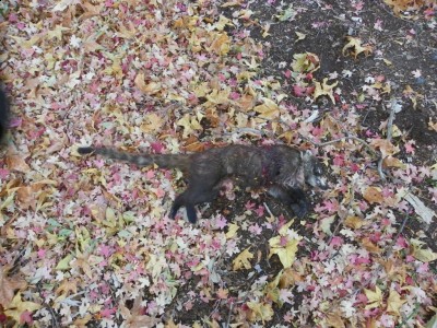 Dead nose clawing couti.jpg