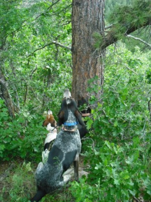 camping and training dogs 032 [Desktop Resolution] [50%].jpg