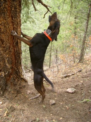 Vato_Treed [50%].JPG