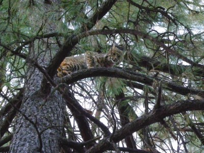 Tom  Bobcat Jan 5, 2010.jpg