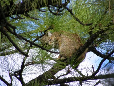 Sow Bobcat Jan 7 2010.jpg