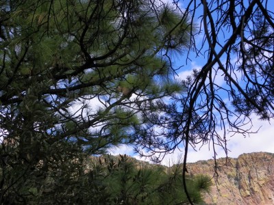 Sow bobcat Jan 2010 wide view.jpg