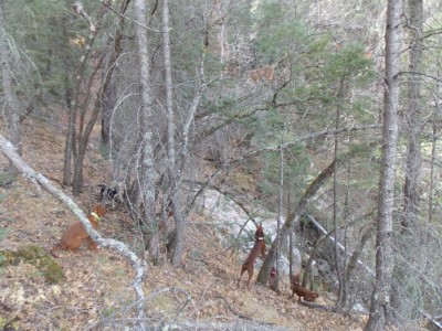 Rufus learning 5 months old.JPG